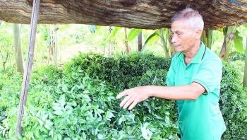 Trồng loại rau ngọt hơn nước xương, chỉ “ăn” lân “uống” nước lã, ông nông dân bỏ túi 1,8 tỷ đồng/năm