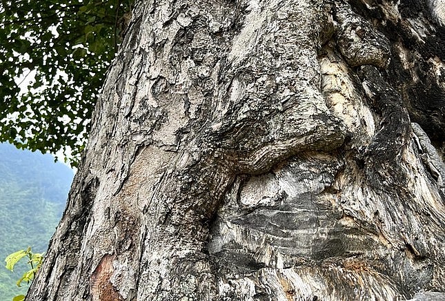 Cây nghiến cô đơn thân vỏ khô mốc vì thời gian nhưng lá vẫn quanh năm xanh tốt.