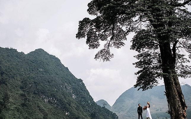 Cây nghiến cô đơn cổ thụ nơi chụp ảnh đám cưới.