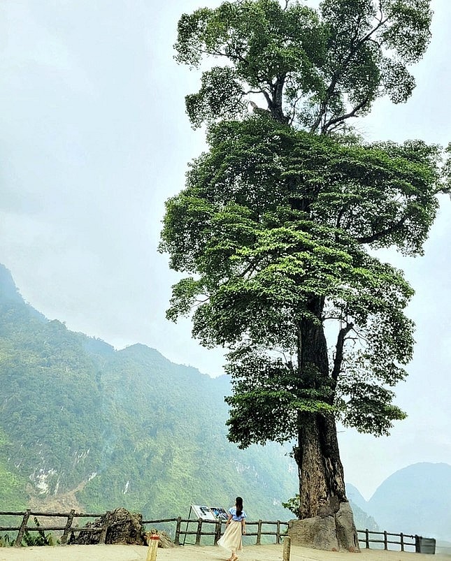 Nhiều du khách đến chiêm ngưỡng và chụp ảnh dưới cây nghiến cổ thụ cô đơn.