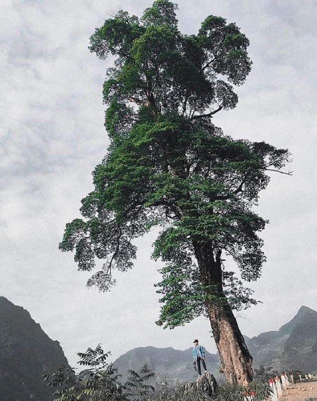 Trong không gian hoang sơ của núi đá, cây nghiến cổ thụ cô đơn tạo nên một cảnh quan 