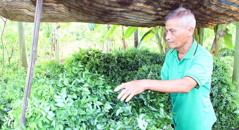 Ông Lại Văn Luyến, ngụ ấp Tân Bình 2, xã Lang Minh, thu hoạch rau ngót