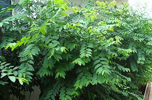 Cây rau ngót còn được gọi là bồ ngót, bù ngó