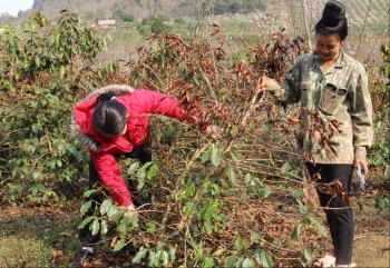 Xót xa nhìn những cây cà phê 20 năm tuổi bị đốn bỏ vì chết cháy ở Sơn La