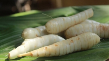 Những lợi ích cho sức khỏe không ngờ từ củ dong