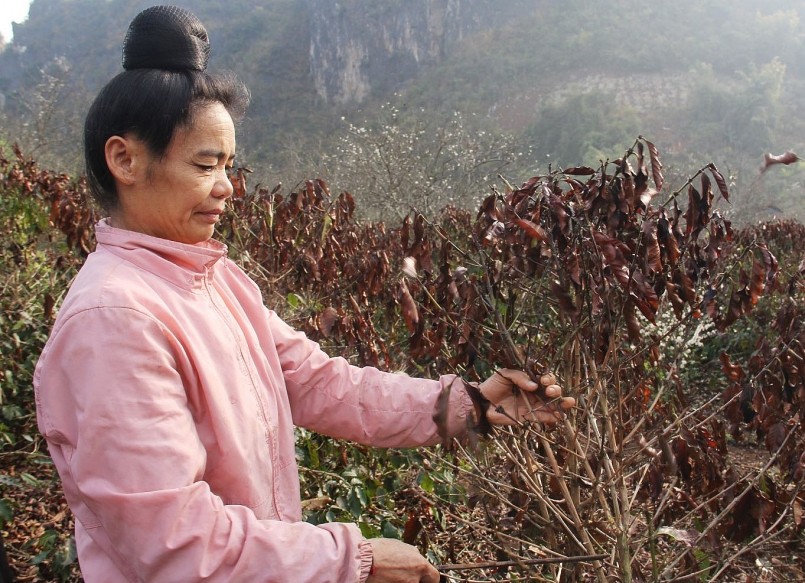 Những vườn cà phê gần 20 năm tuổi bị sương muối cháy đen.