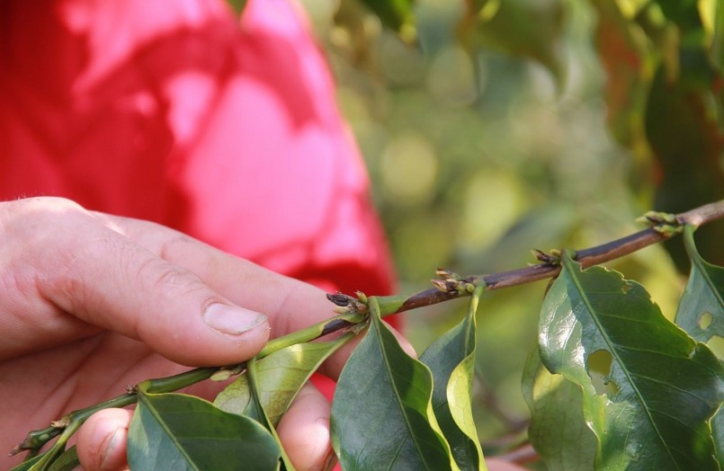 Nhiều cây cà phê lá không bị cháy nhưng chồi hoa khô héo.