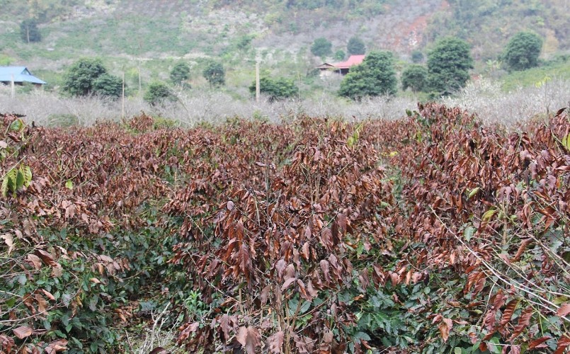 Có khoảng 10ha cà phê tại TP Sơn La bị cháy khô vì sường muối trong những ngày qua.