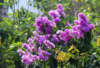 Loại lá rụng đầy đường không ai nhặt, hoá ra vừa là rau ngon, vừa là thuốc quý