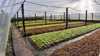 Khoái Châu (Hưng Yên): Phấn đấu đạt diện tích rau màu 2,4 nghìn ha