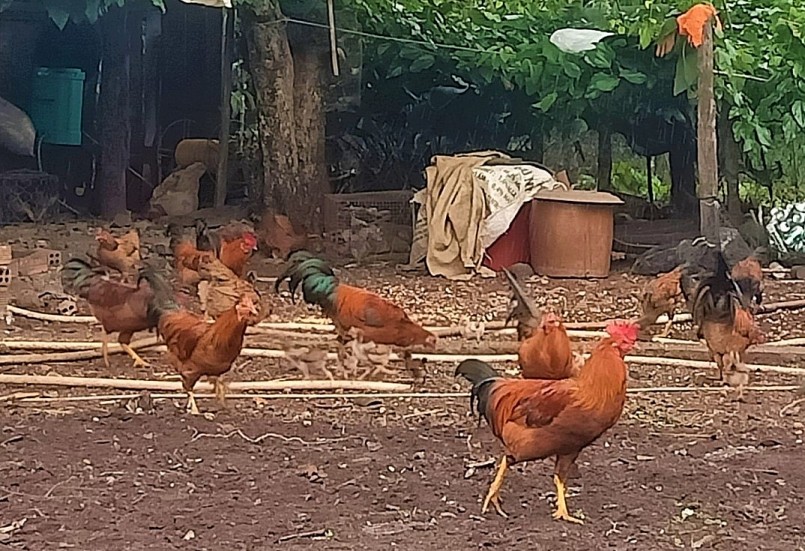 Gà trống thiến của đồng bào Tày - Nùng ở Đăk Lăk được nuôi thả tự nhiên nên chất lượng rất đặc biệt. 