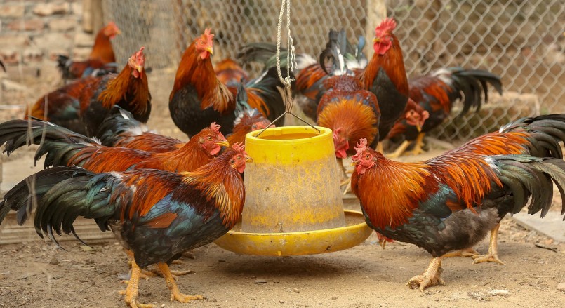 Việc lựa chọn gà để làm trống thiến rất kỹ càng.