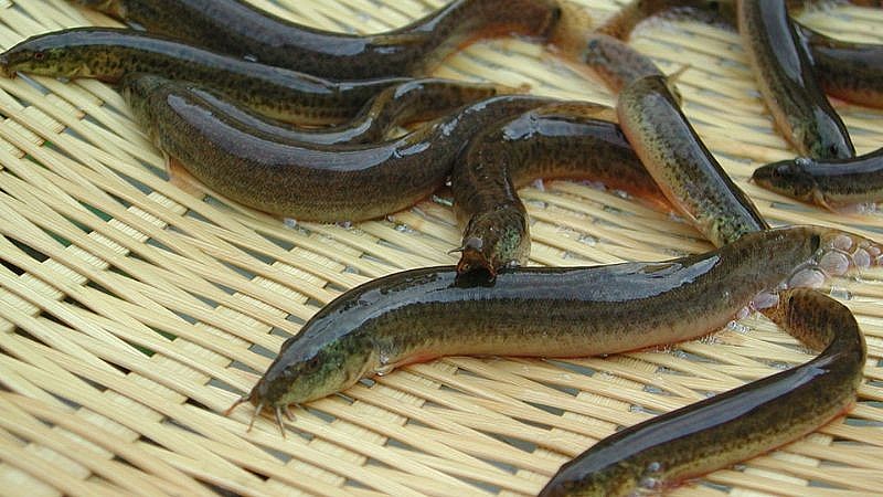 Cá chạch có quanh năm nhưng nhiều nhất vẫn là mùa nước nổi