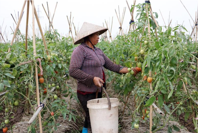 Khoái Châu - Hưng Yên phấn đấu diện tích rau màu đến 2,4 nghìn ha