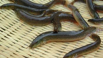 Loài cá nhìn phát ghê được gọi là “nhân sâm dưới nước”, “món cứu tinh” của quý ông