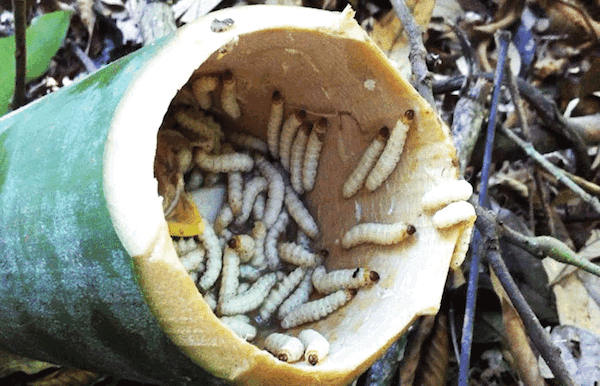 Sùng tre tường co trong các thân cây lồ ô