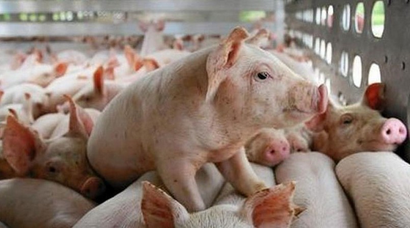 Giá heo hơi hôm nay (10/2) điều chỉnh trái chiều 2.000 - 4.000 đồng/kg ở một vài nơi.