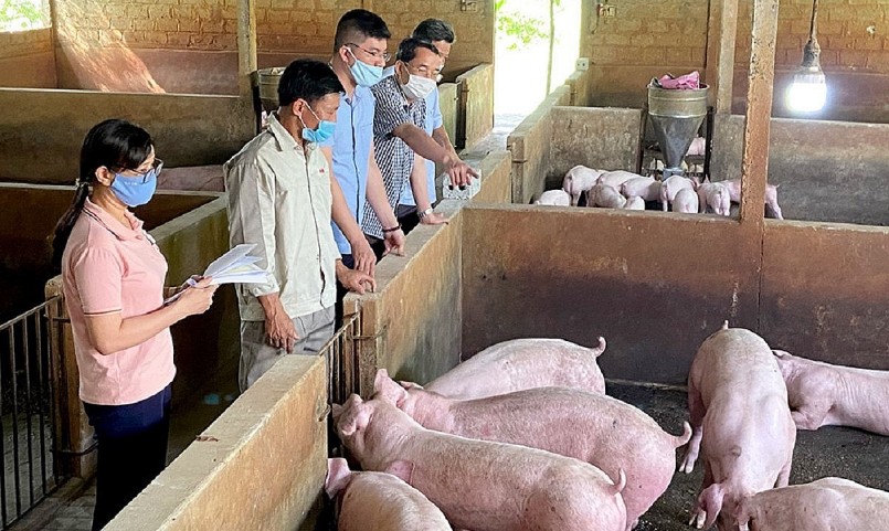 Giá heo hơi khu vực miền Trung, Tây Nguyên tăng 4.000 đồng/kg so với ngày hôm qua. 