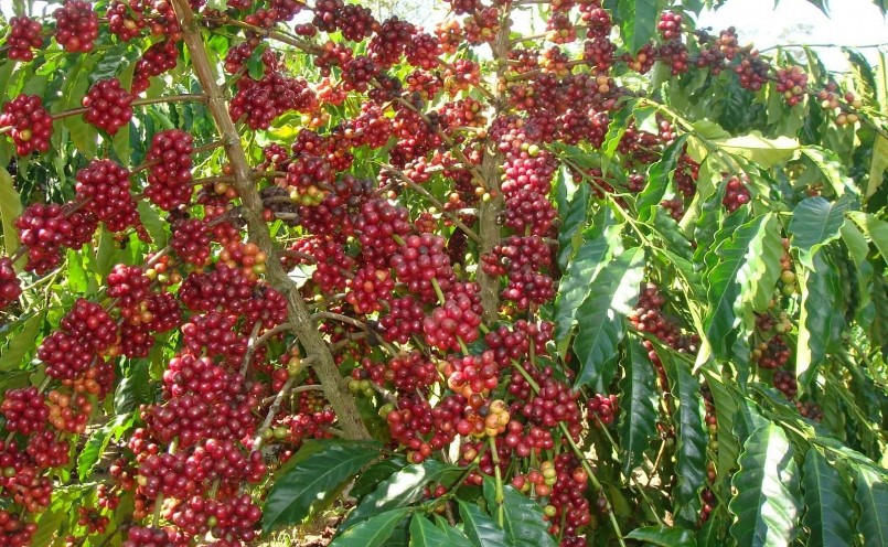 Giá nông sản hôm nay (10/2), giá cà phê trong nước cũng giảm 400 đồng/kg so với hôm qua.