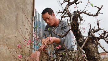 Những gốc đào sau Tết, nơi thành củi khô nơi hóa vàng ròng