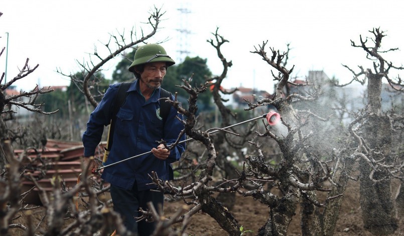 Cây sau khi quay trở về vườn sẽ được cắt tỉa cành, vun gốc, tưới nước. 