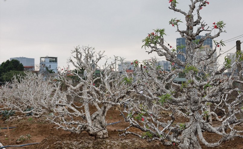 Các cây đào sau khi thu hồi về vườn được rắc vôi bột để hãm tốc độ phát triển thời gian đầu, đảm bảo cây phát triển tốt vào năm sau. 