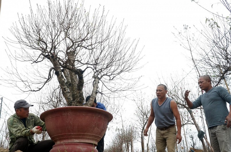 Nhiều người đi gom đào sau tết để kiếm thêm thu nhập.