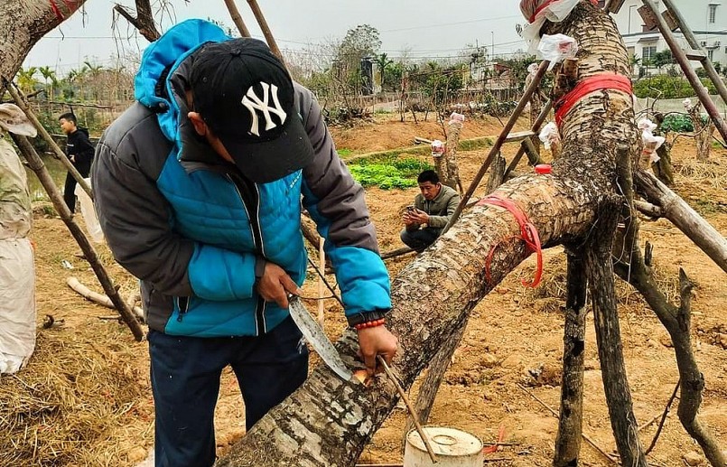 Việc trồng, chăm sóc đào phải đảm bảo đúng quy trình, kỹ thuật ngay từ những ngày đầu.