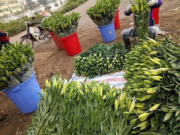 Hoa ly trước Tết có thời điểm lên 60-70 nghìn đồng/cành, nay chỉ còn khoảng 15 nghìn đồng/cành