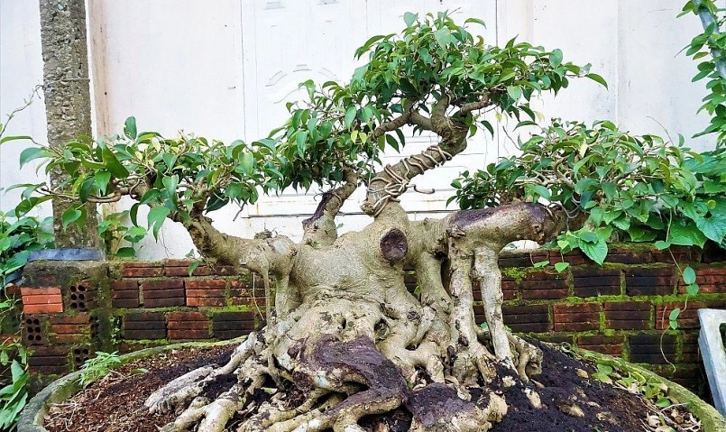 Vườn cây của anh có đủ loại từ những dòng cây cảnh truyền thống và có giá trị nghệ thuật cao.