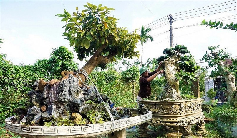 Hiện nay, trong vườn của anh có hơn 70 gốc cây cảnh lớn nhỏ, với nhiều chủng loại cây khác nhau.