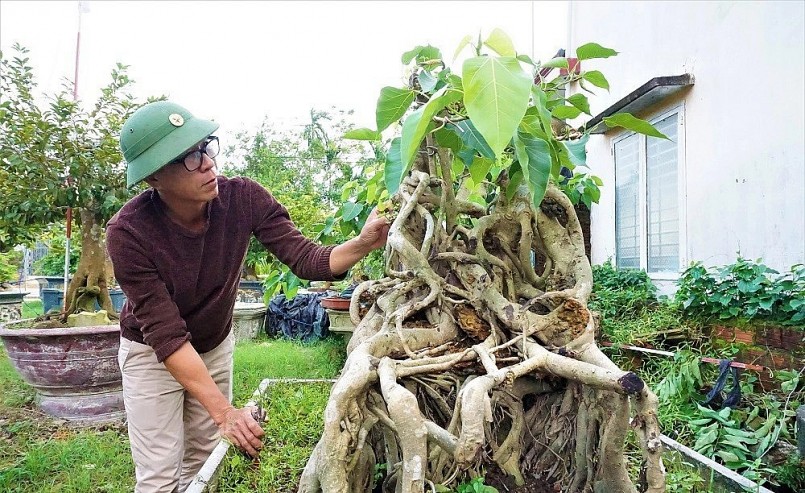 Những người sành chơi cây cảnh định giá vườn cây của anh có giá hàng chục tỷ đồng.