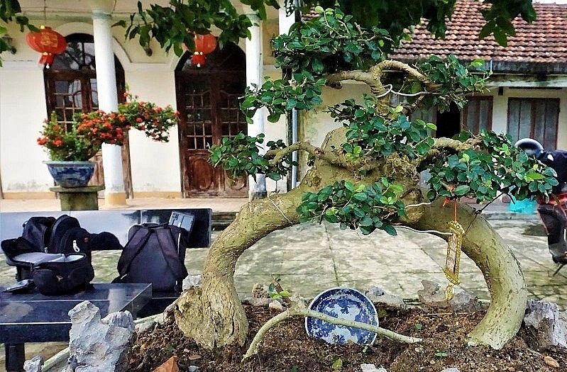 Những cây cảnh có dáng thế độc đáo.