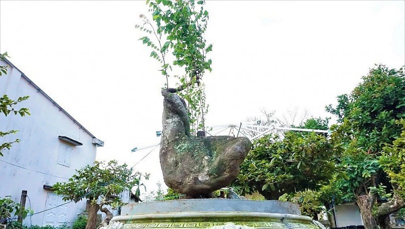 Những cây cảnh độc lạ thuộc hàng hiếm.