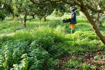 Ngược đời, cất bằng cử nhân trường top đi trồng la liệt thảo mộc, và cái kết bất ngờ