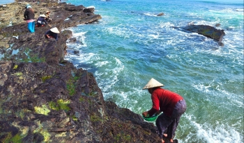 Thứ rau giàu nghèo đều muốn, tên gợi hương vị tết là thứ đặc sản biển Rạn xứ Quảng