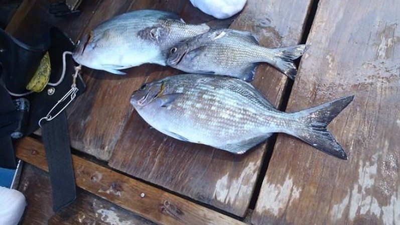 Loại cá nghe tên hết hồn, xưa không ai dám ăn vì sợ, giờ thành đặc sản đắt đỏ