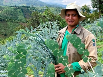 Loại lá "chân ái" cho trời nồm "sốt" khắp chợ mạng, người bán chốt nghìn đơn, người trồng kiếm bộn tiền