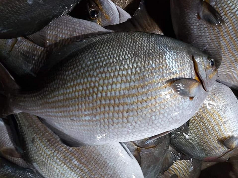 Cá bơi nhanh nên thịt cá vô cùng chắc, ăn thơm, ngon. Và tiếng lành đồn xa, tà ma được nhiều người biết đến trở thành đặc sản đặc trưng của những vùng chúng sinh sống.