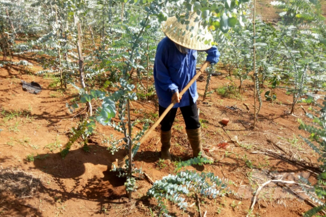 Cây đô-la có màu xanh bạc và mùi tinh dầu dễ chịu dùng để làm phụ kiện cắm hoa