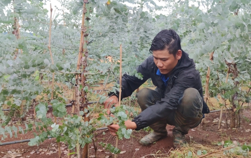 anh Thìn còn chuyển hướng trồng thêm cây đô la để phục vụ các vựa hoa cảnh ở Tây Nguyên