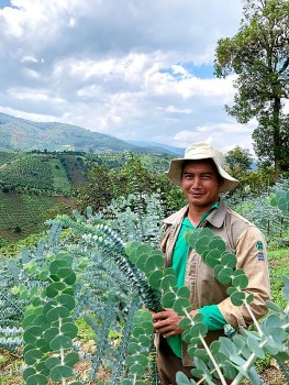 Loại lá "chân ái" cho trời nồm "sốt" khắp chợ mạng, người bán chốt nghìn đơn, người trồng kiếm bộn tiền