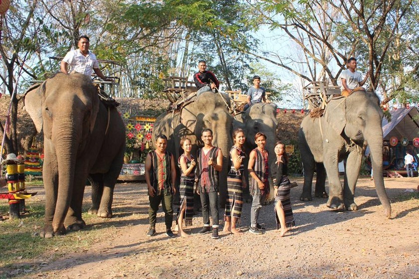 Đắk Lắk: Một cá thể voi đang điều trị bị chết