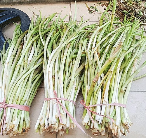 Ngó khoai là thực phẩm siêu sạch nên được thị trường ưa chuộng. Ngó khoai là thực phẩm siêu sạch nên được thị trường ưa chuộng.