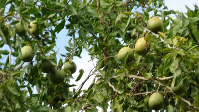 Loại quả có tên kỳ lạ, 90% người Việt không biết đến, nay thành đặc sản giá 100.000 đồng/kg