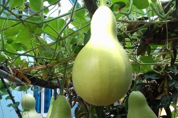 Dàn bầu tiên siêu khủng trái lúc lỉu ngắm đã mắt lại đủ chất cho bữa ăn