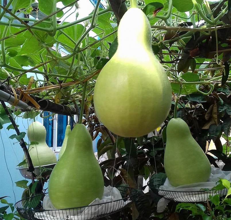 Dàn bầu tiên/bầu hồ lô khổng lồ mối trái nặng từ 7 đến 10kg của mẹ bỉm sửa ở Hà Nội.