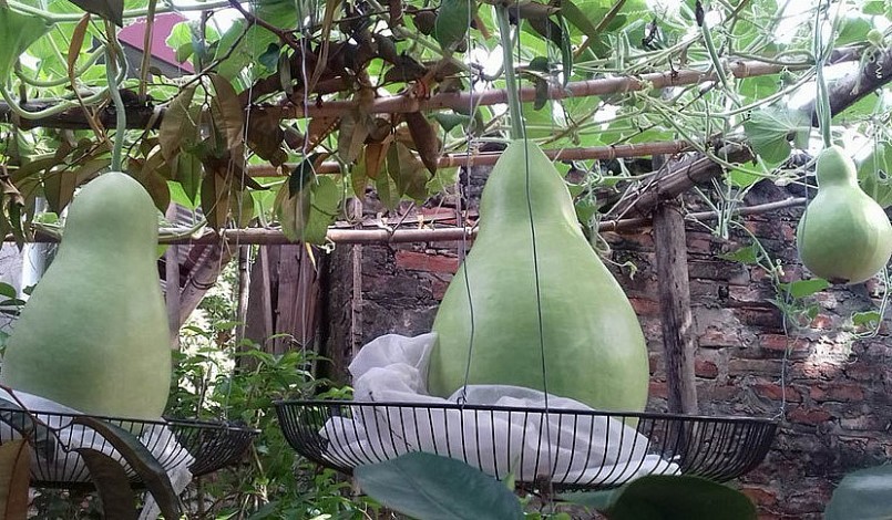Bầu có thể trồng ở sân vườn hoặc sân thượng và kỹ thuật trồng cũng đơn giản, chi phí thấp.