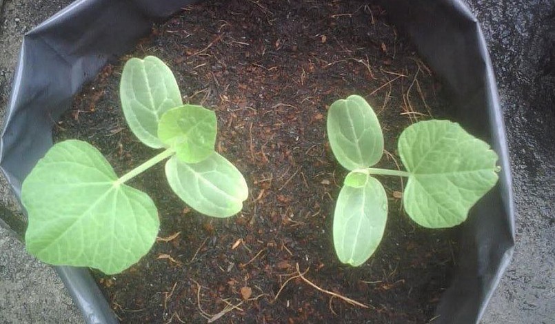 Sau tết là có thể xuống giống để trồng bầu.