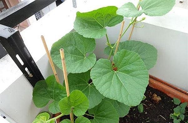 Khi dây bầu lên bắt đầu tạo giá để nâng đỡ cho dây mọc theo ý muốn.